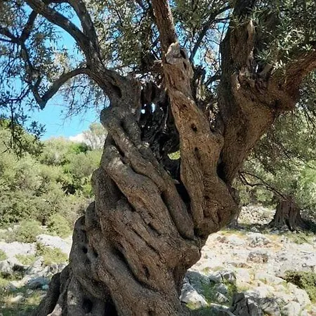 Adelheid In Biograd, Close To The